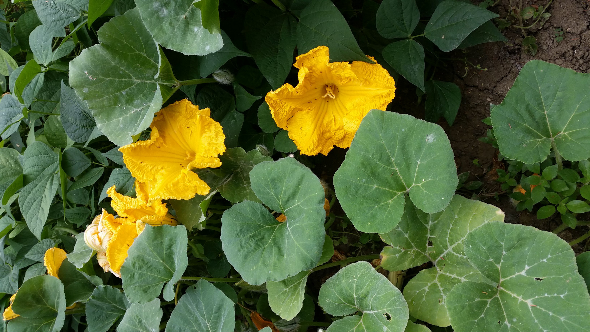 fiori di ZUCCA