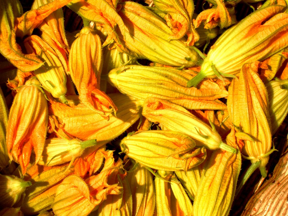 Fiori di zucchine