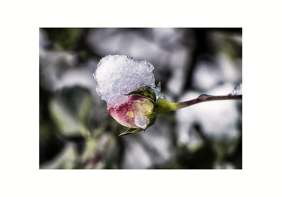 FIORI D'INVERNO