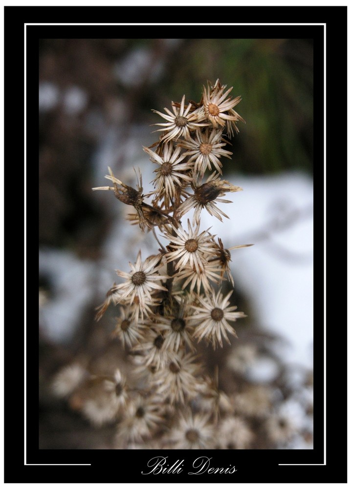 fiori d'inverno