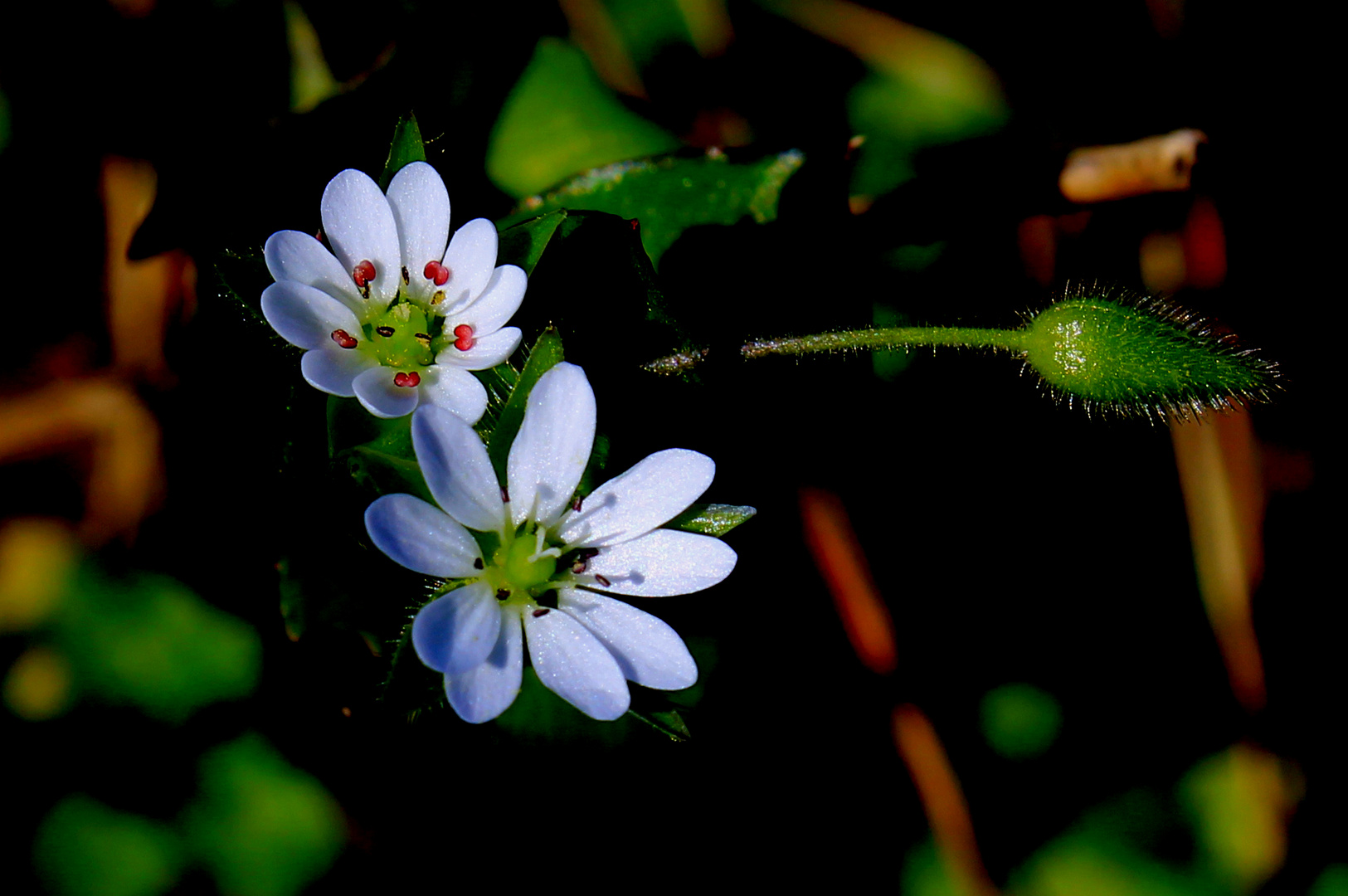 Fiori e bocciolo