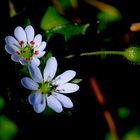 Fiori e bocciolo