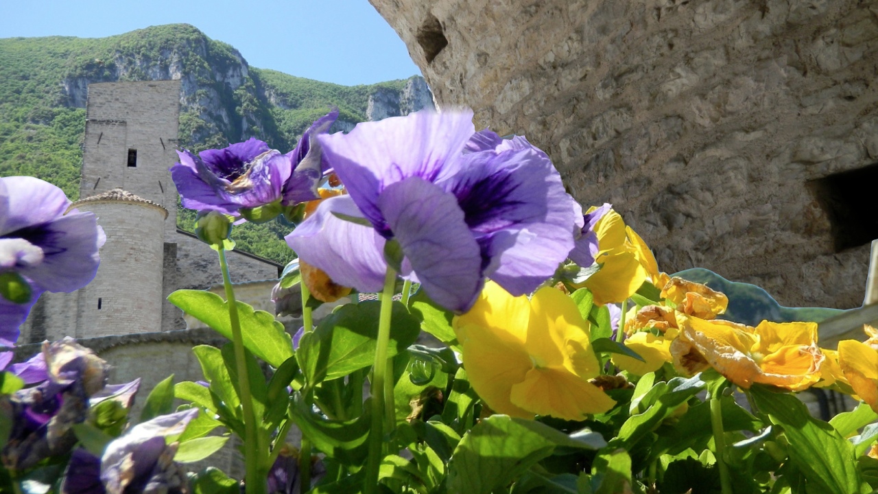 Fiori e Cattedrale