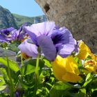 Fiori e Cattedrale