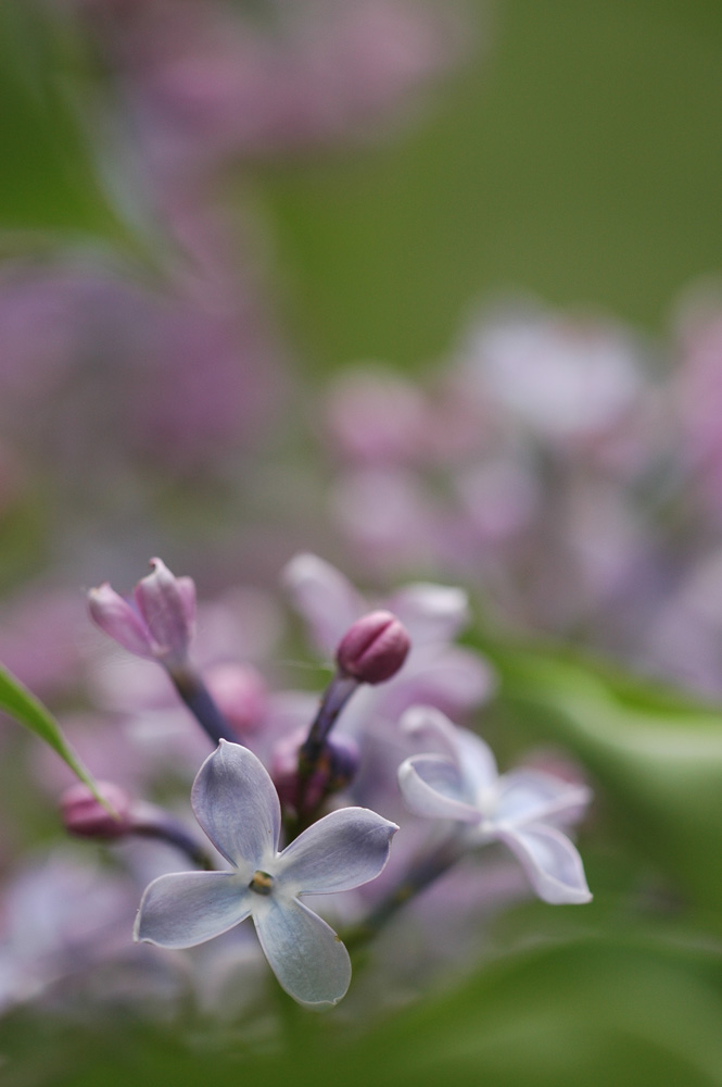 Fiori e colori