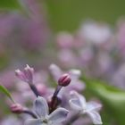 Fiori e colori