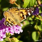 Fiori e Farfalla