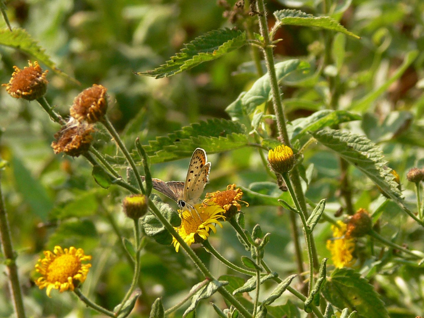 Fiori e Farfalle