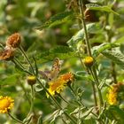 Fiori e Farfalle