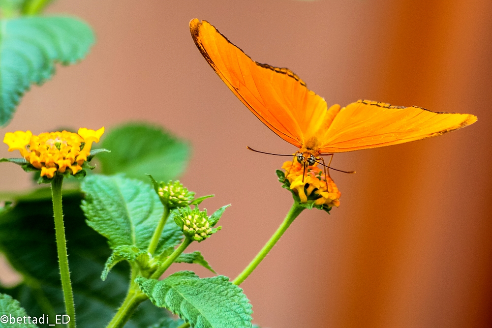 Fiori e farfalle