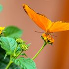 Fiori e farfalle