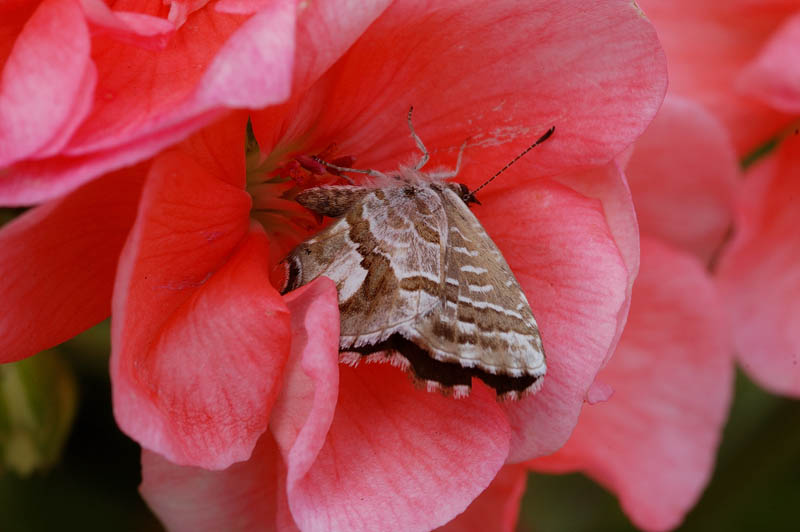 Fiori e farfalle.