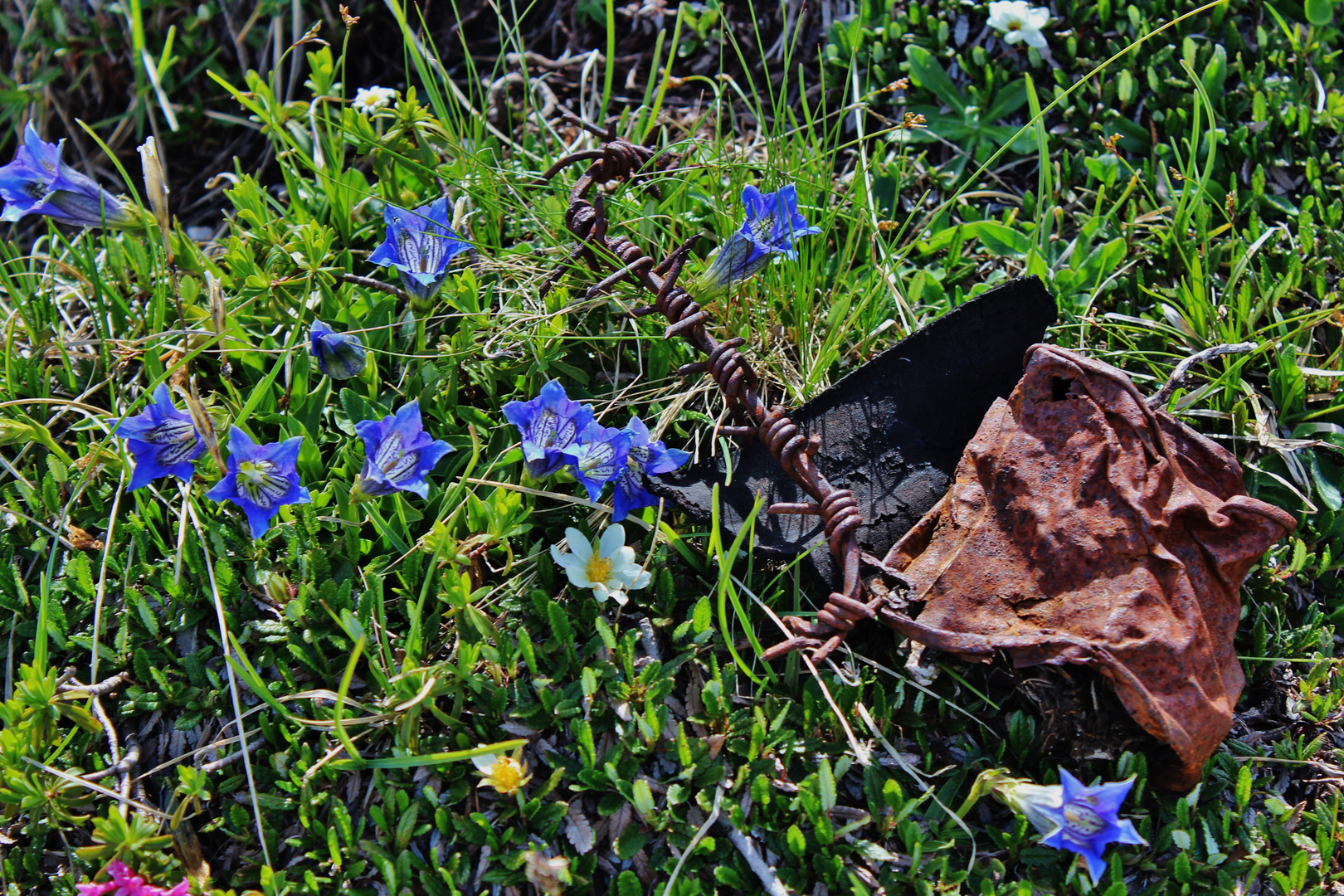 fiori e ferro