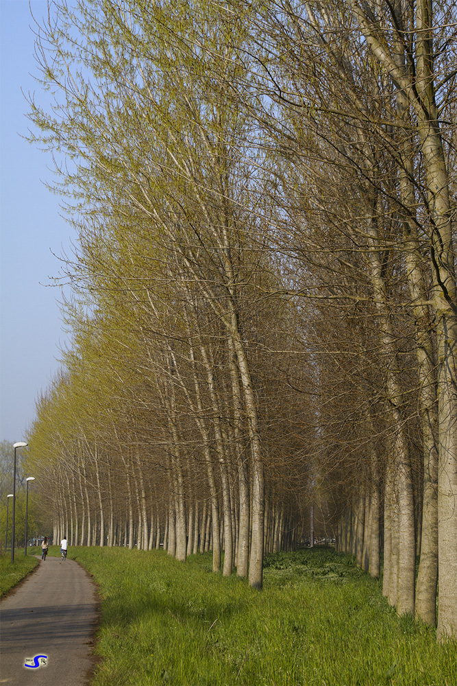 Fiori e foglie