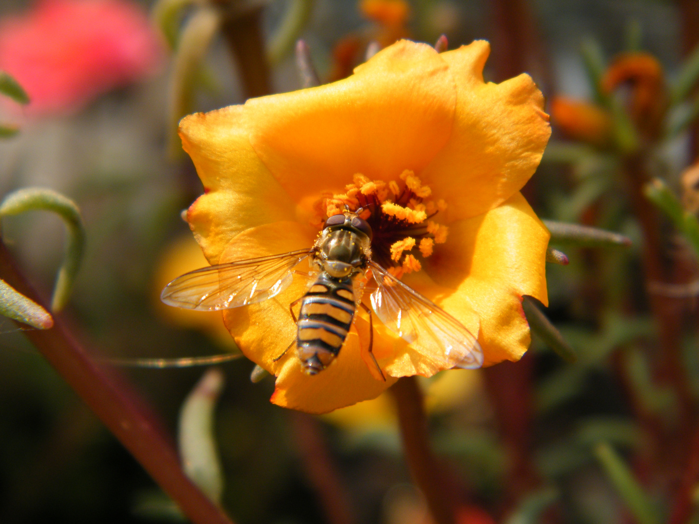 ..fiori e insetti, che connubio meraviglioso