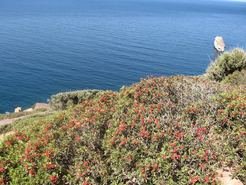 Fiori e mare