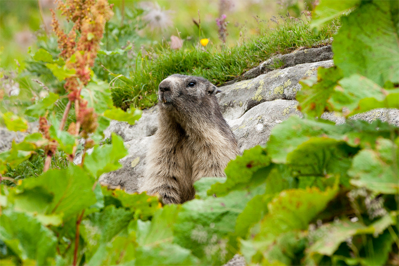 Fiori e marmotte