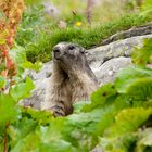 Fiori e marmotte