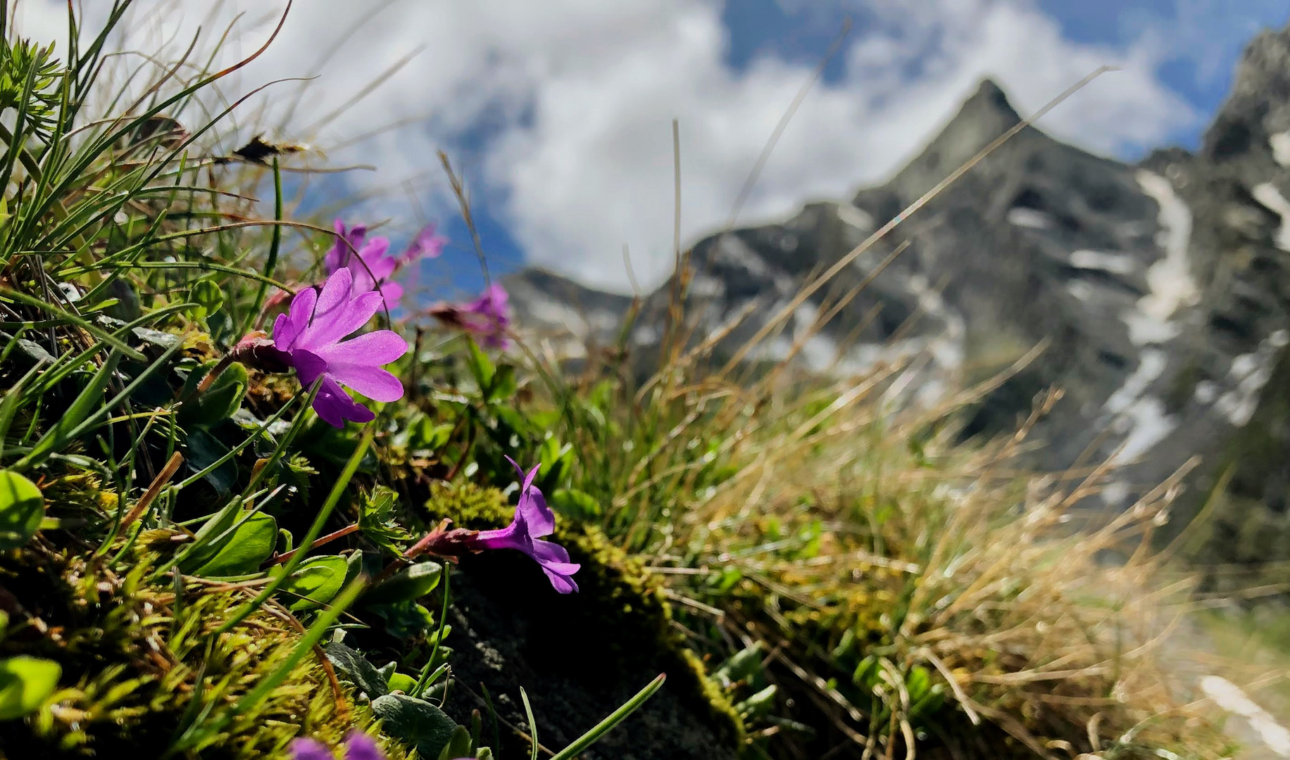 Fiori e Montagna