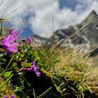 Fiori e Montagna