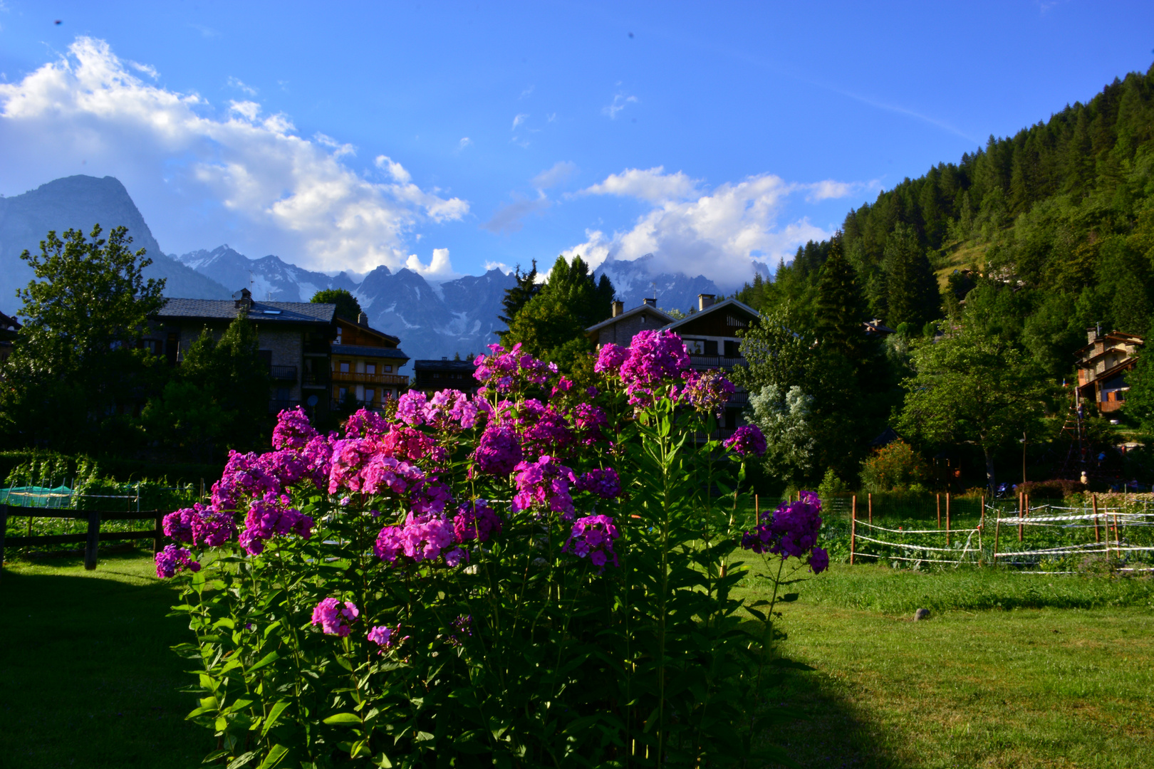 fiori e montagna