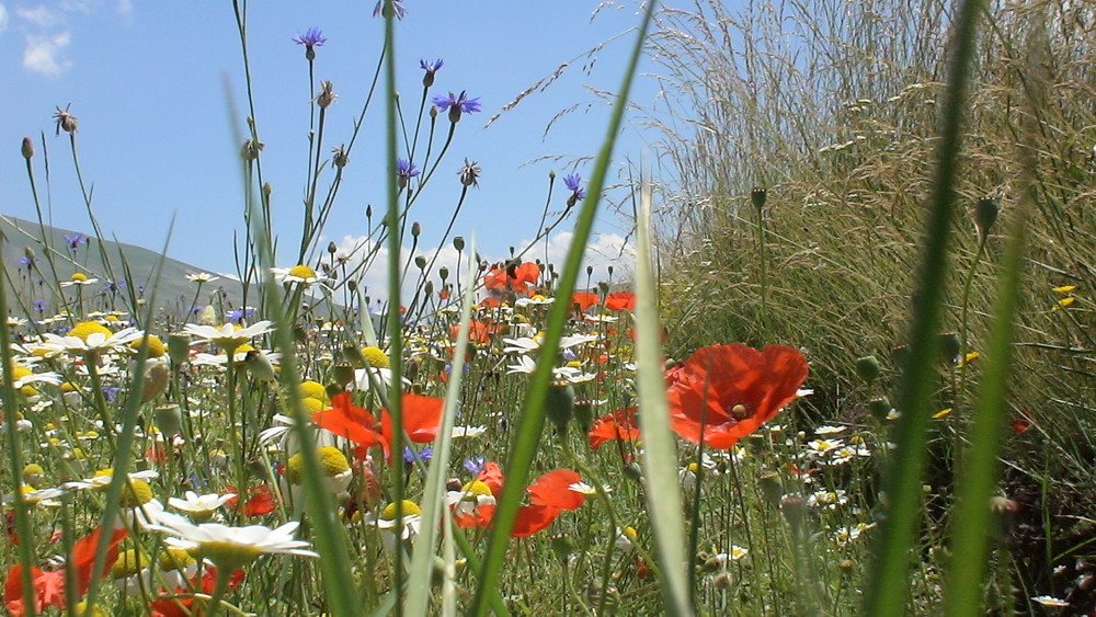 fiori e natura