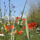 fiori e natura