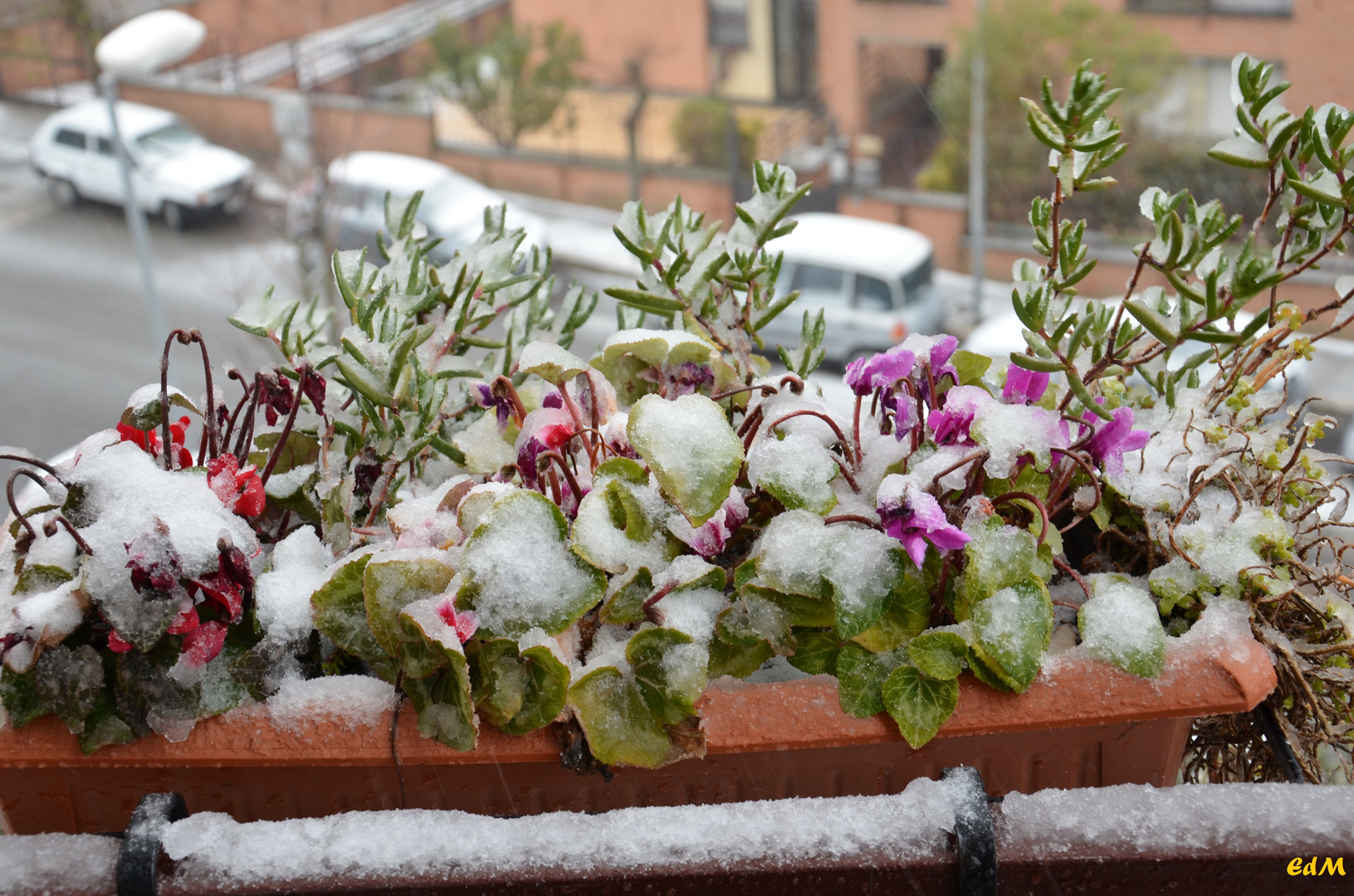 fiori e neve