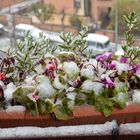 fiori e neve