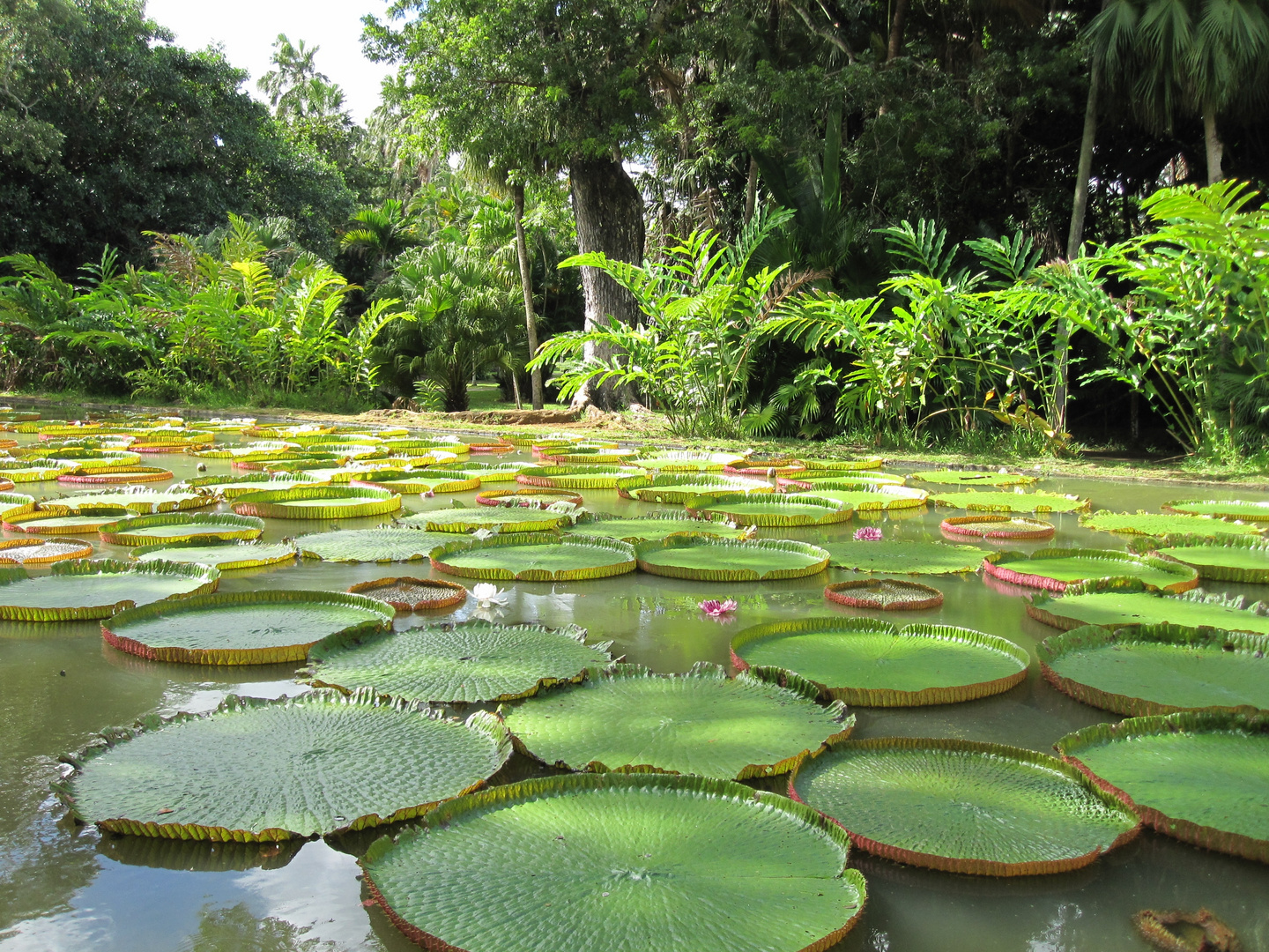 Fiori e Piante dell´Isola Mauritius