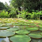 Fiori e Piante dell´Isola Mauritius