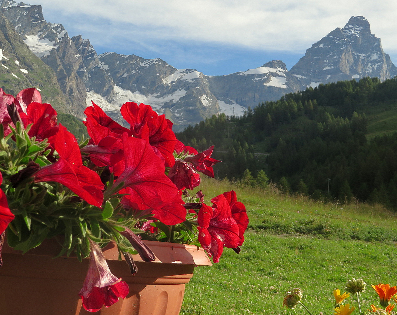 Fiori e rocce