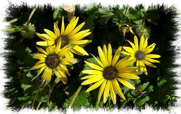 Fiori gialli e selvaggi.