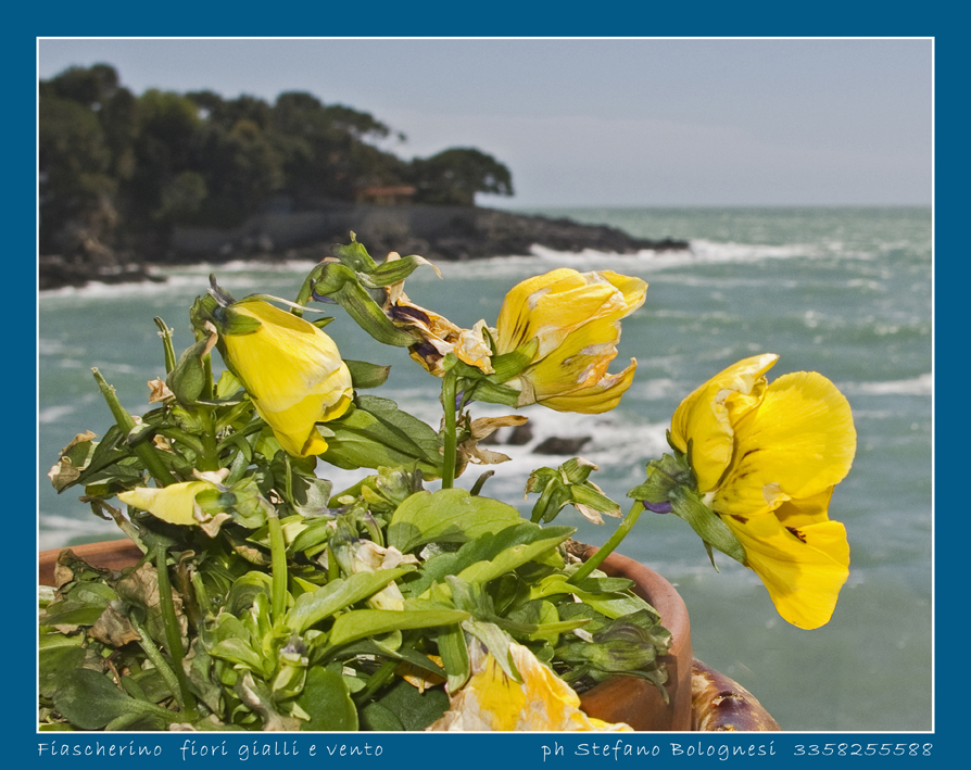 Fiori gialli e vento