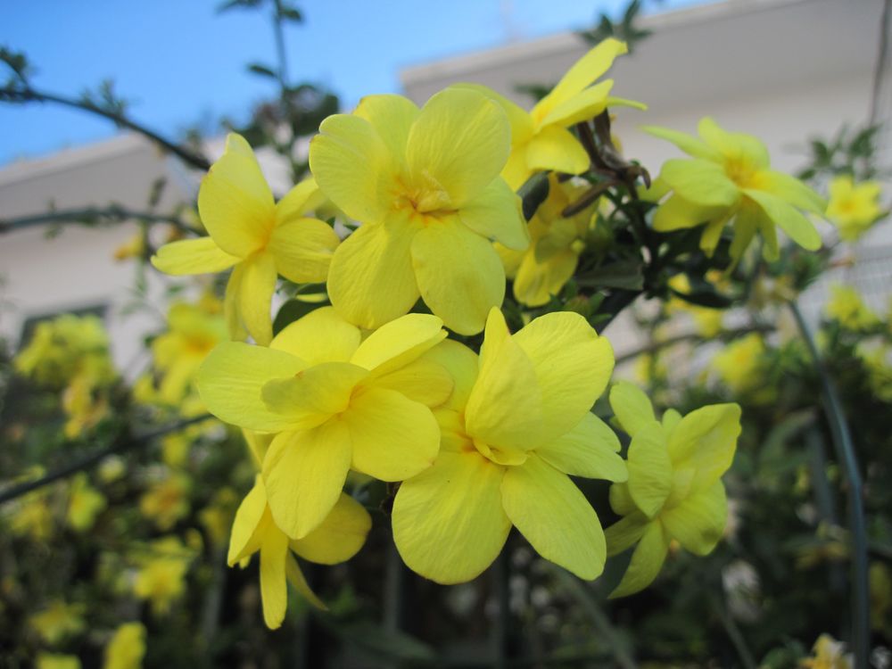 Fiori spontanei di campagna:in marzo la campagna appena ieri erbe spontanee in pianura padana. Fiori Gialli Primaverili Spontanei . Fiori gialli Foto % Immagini| piante, fiori e funghi ...