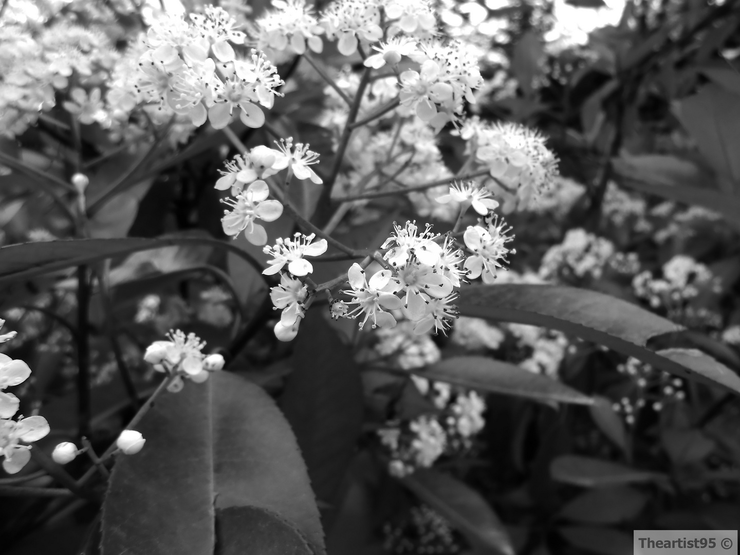 Fiori in bianco e nero