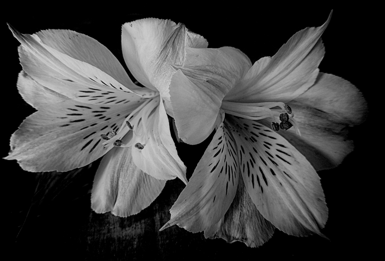 fiori in b&w