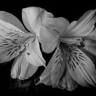 fiori in b&w