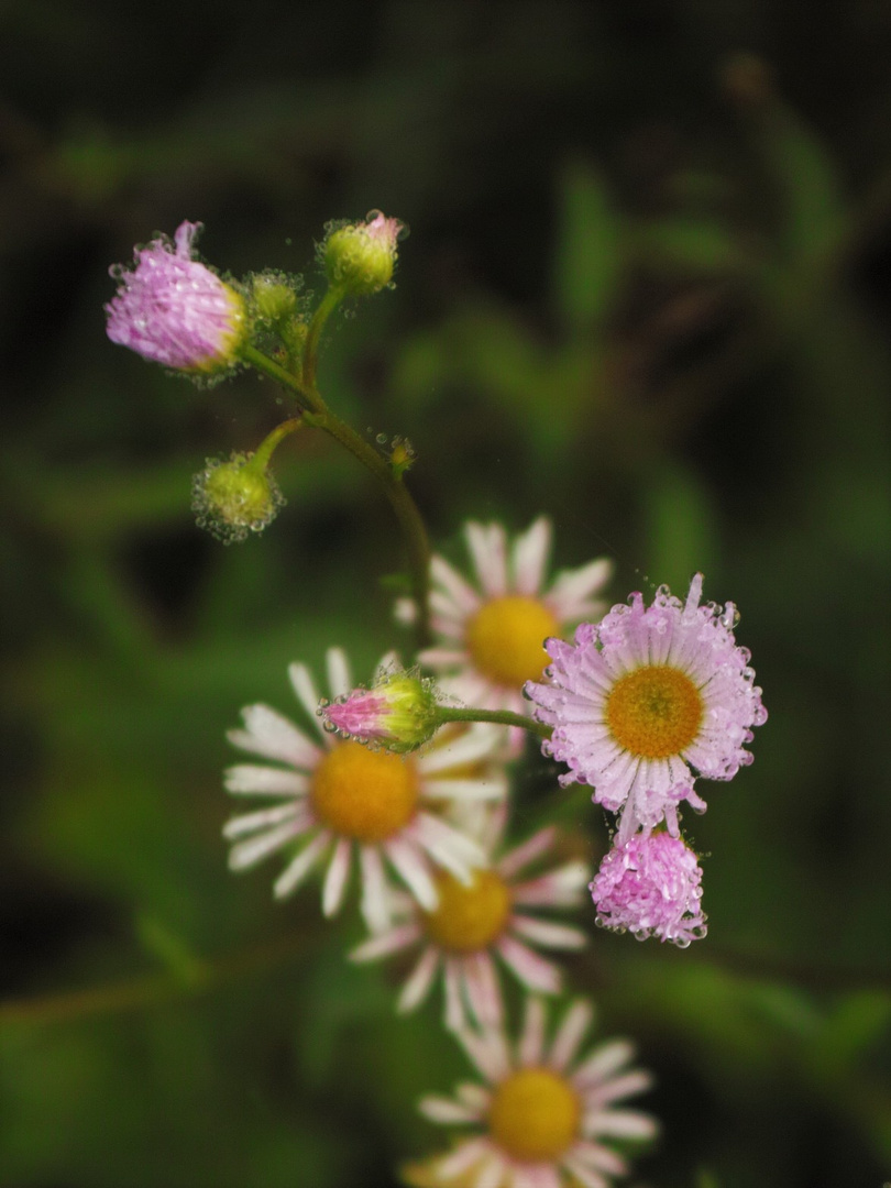 Fiori in Ottobre