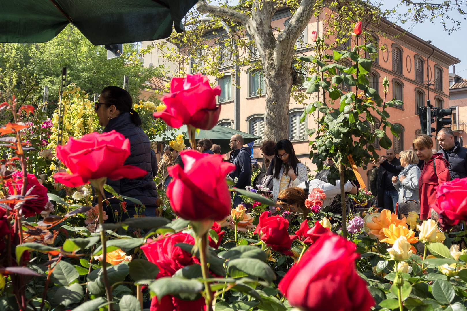 Fiori in piazza San Marco, Milano