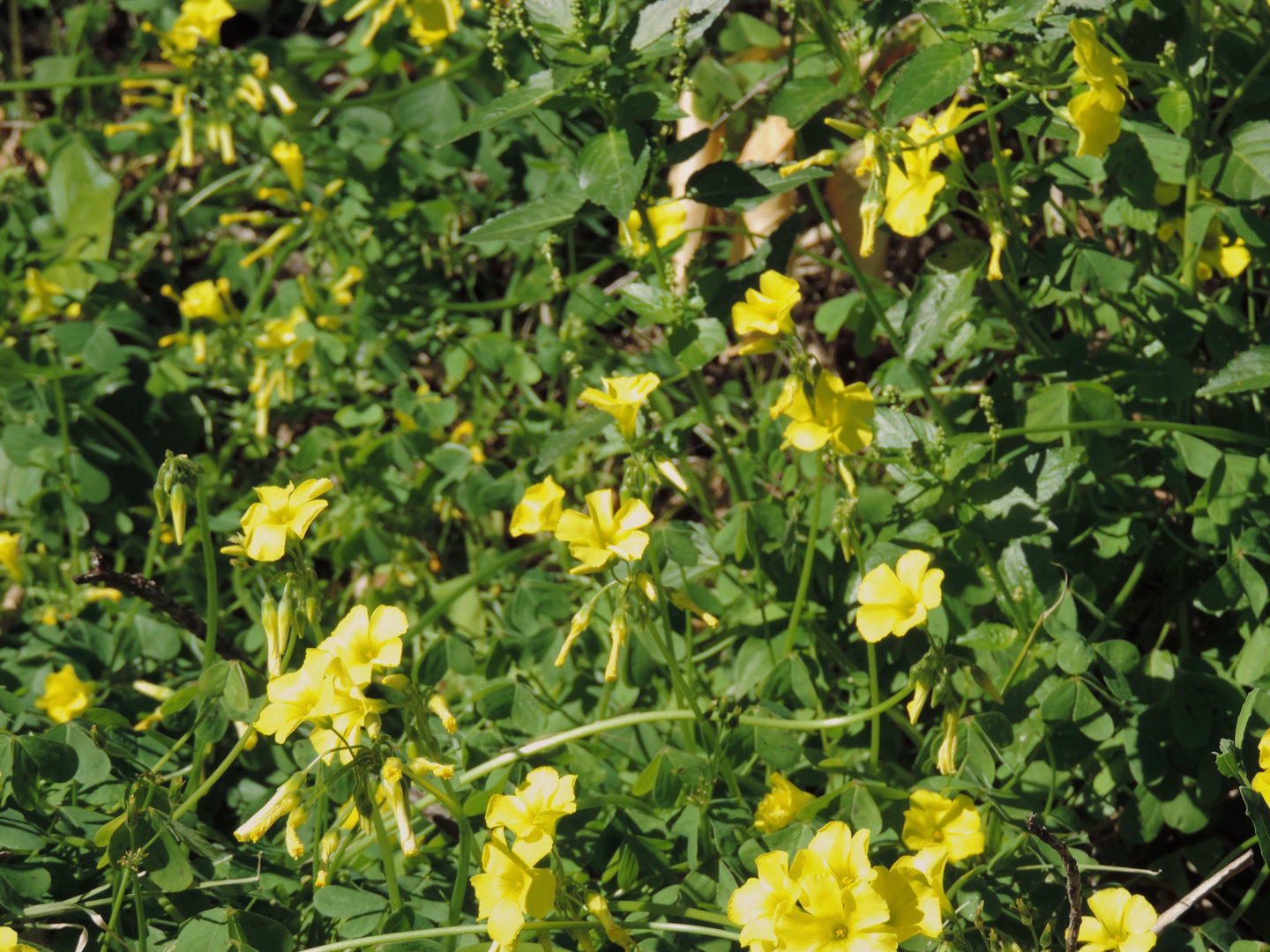 FIORI IN PRIMAVERA