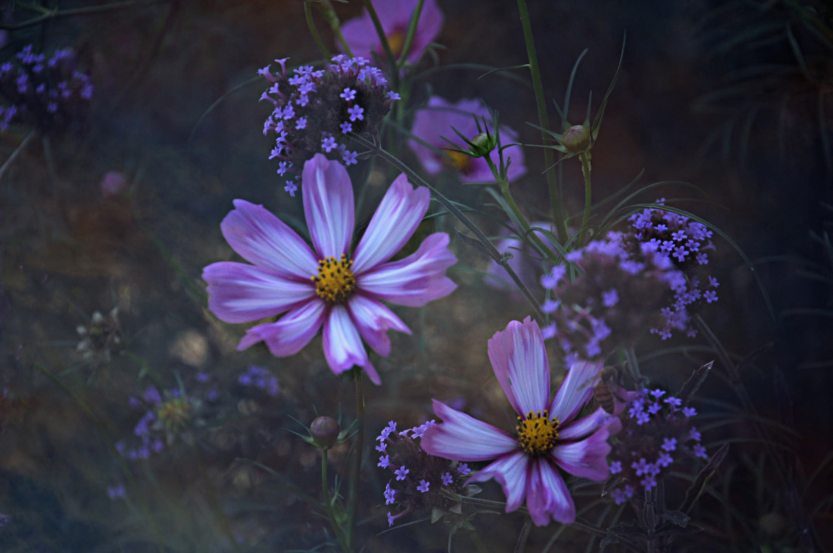 fiori in settembre