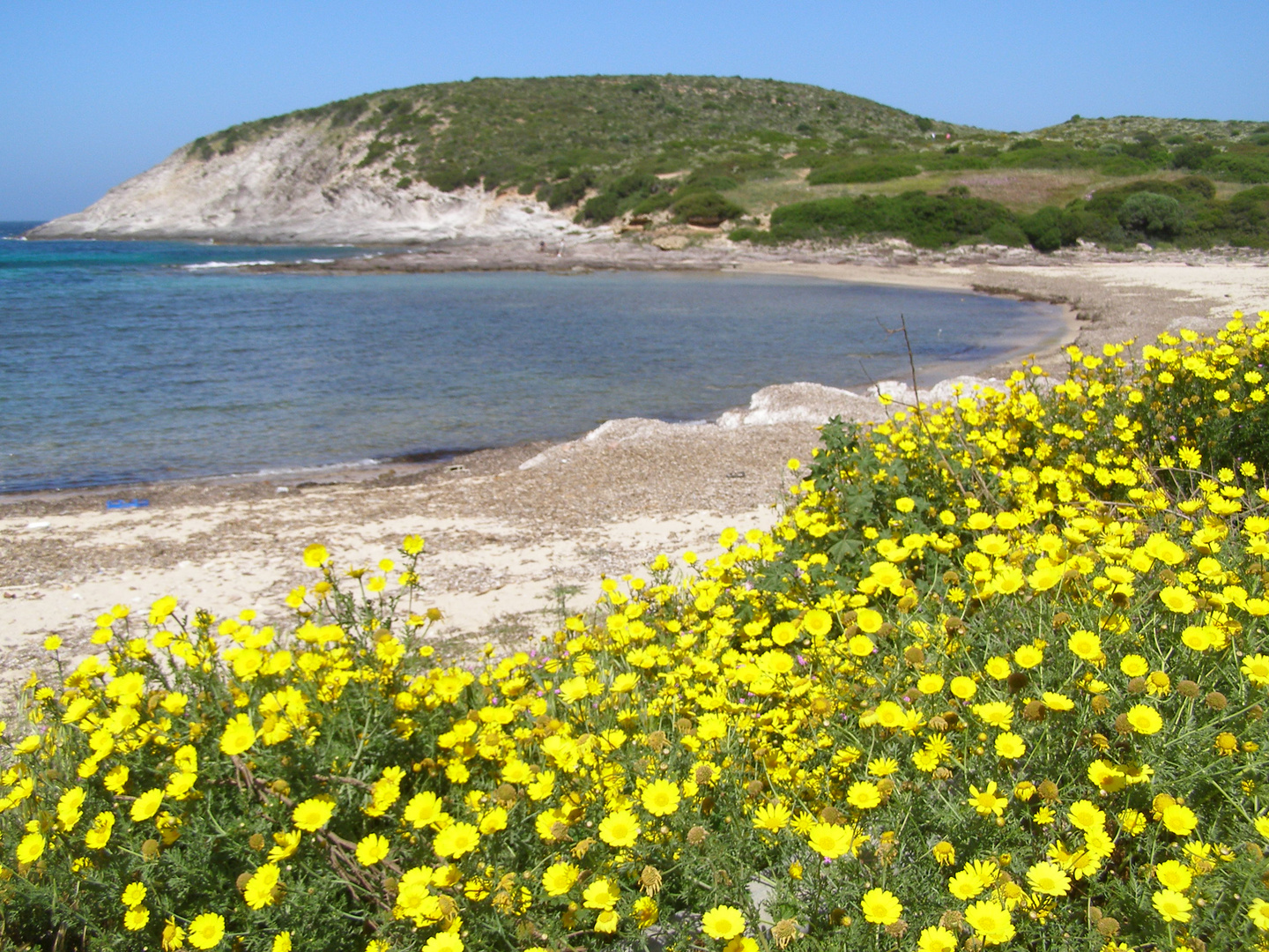 fiori in spiaggia 2