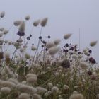 fiori in spiaggia normandia