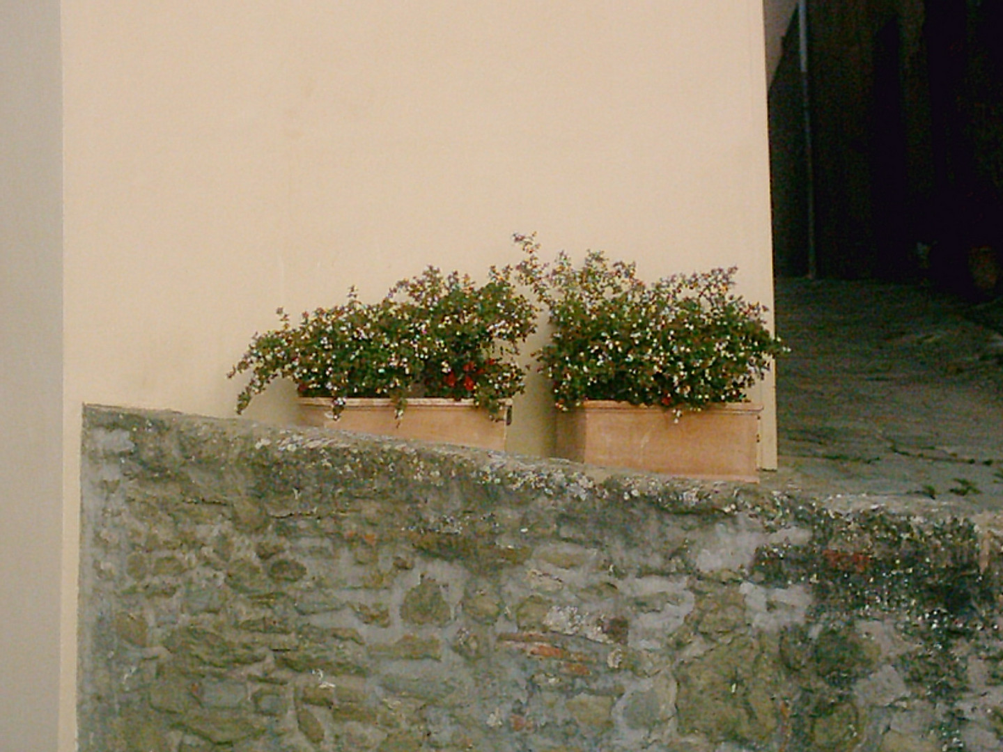 Fiori in strada