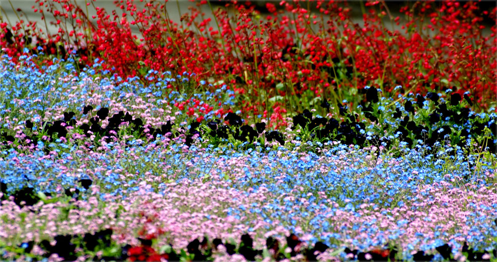 fiori multicolor Isola di Manau Lago di Costanza