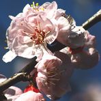 fiori nel blu