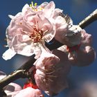 fiori nel blu