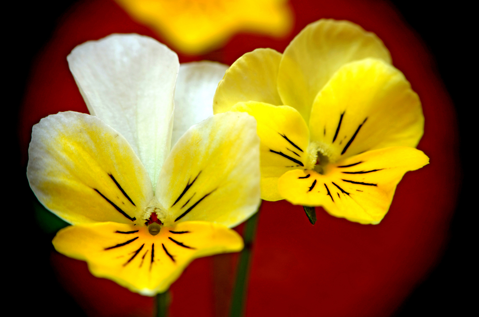 fiori nel cemento