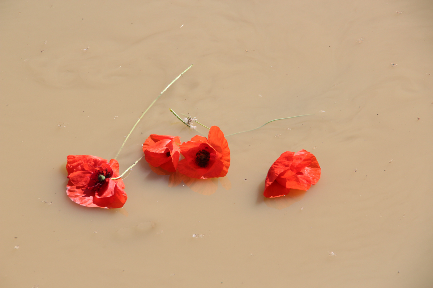 FIORI NEL FANGO